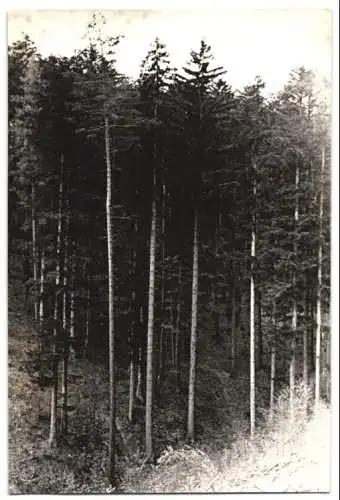 Fotografie Dainko, Ansicht Gut Merkenstein, Herkunftsort des Wiener Maibaumes 1939