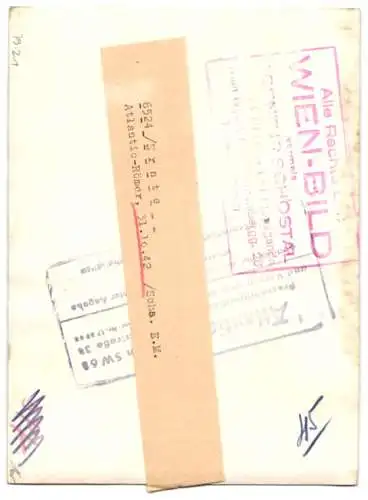 Fotografie Weinlese / Weinernte, betagte Dame pflückt Weintrauben von den Reben 1942