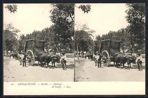 Stereo-AK Séville /Andalousie, Attelage de boeufs
