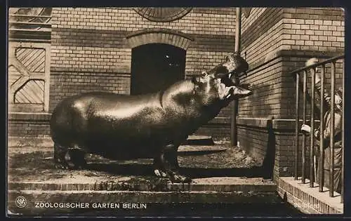 AK Berlin, Zoologischer Garten, Nilpferd bei der Fütterung