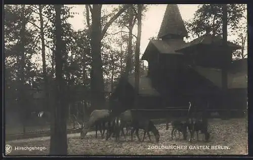 AK Berlin, Hirschgehege im Zoologischen Garten