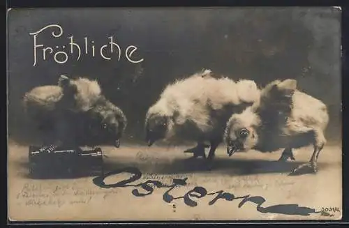 Foto-AK Osterküken schauen sich einen Tintenfleck an