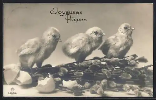 AK Drei Osterküken auf einem Strauss Weidenkätzchen