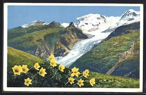 AK Photochromie NR: 1472, Alpenpanorama mit Gletscher bei Zermatt, Blumen gelbe Alpen-Anemone