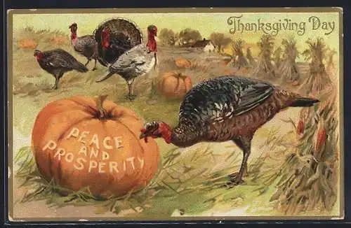 Präge-AK Truthähne mit Kürbissen auf einem Feld, Thanksgiving