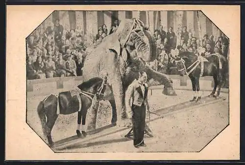 AK Elefant und Pferde im Zirkus