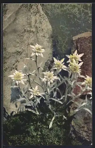 Künstler-AK Photochromie Nr. 500: Edelweiss im Gebirge
