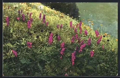 Künstler-AK Photochromie: Blühende Blumenwiese