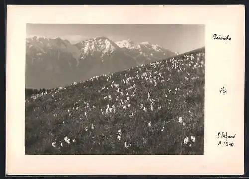 Foto-AK Adalbert Defner: Primeln auf einer Frühlingswiese in den Alpen