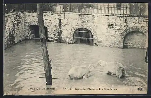 AK Paris, Crue de la Seine, Jardin des Plantes, Les Ours blancs