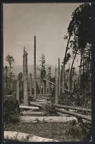 AK Zwiesel / bayr. Wald, Durch den Orkan am 4.7.1929 zerstörter Wald