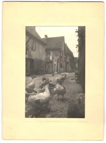 8 Fotografien unbekannter Fotograf, Ansicht Sulzfeld am Main, Kitzinger Str., Gassen, Gänze, Bauer mit Heuwagen