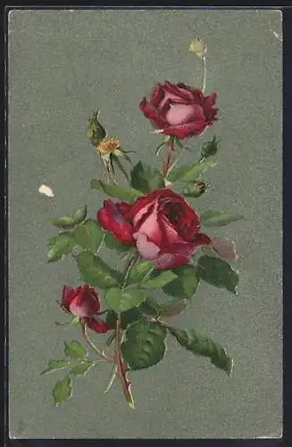 Künstler-AK Raphael Tuck & Sons Nr. 6804: Rote Rose in voller Blüte