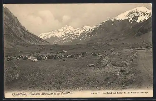 AK Cordillera, Animales atravesando la Cordillera