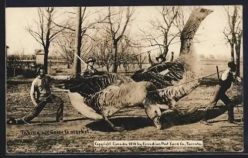 AK Männer bringen riesige Gänse zum Markt, Fotomontage, optische Täuschung