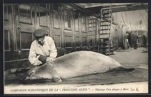 AK Campagne Scientifique de la Princesse Alice, Dépecage d`un phoque à Bord