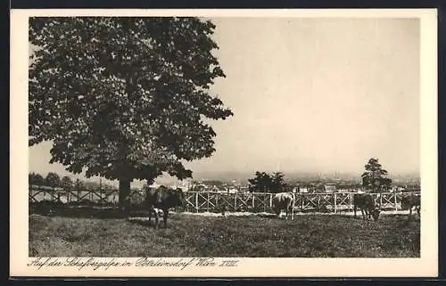 AK Wien-Pötzleinsdorf, Auf der Schafbergalpe