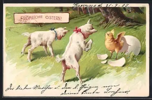 AK Fröhliche Ostern!, Übermütige Lämmer und frisch geschlüpftes Küken