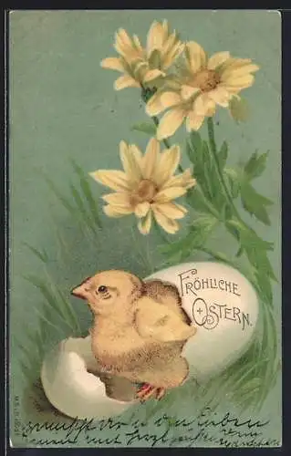 AK Schlüpfendes Osterküken und gelbe Blumen
