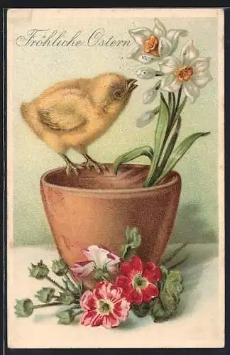 Präge-AK Osterküken pickt an einer Narzisse