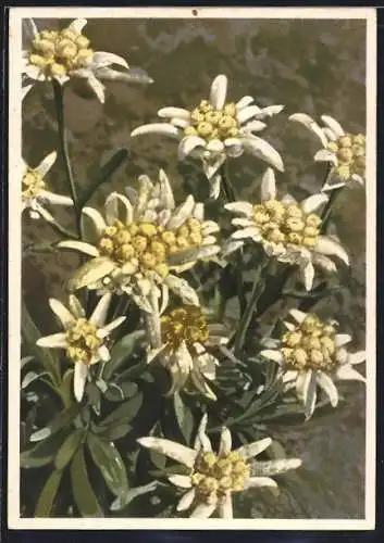 AK Alpenedelweiss, Leontopodium alpinum