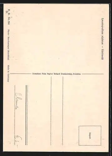 AK Edelweiss neben rosafarbenen Blüten