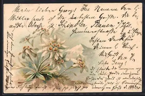 Lithographie Ein Strauch Edelweiss in den Bergen