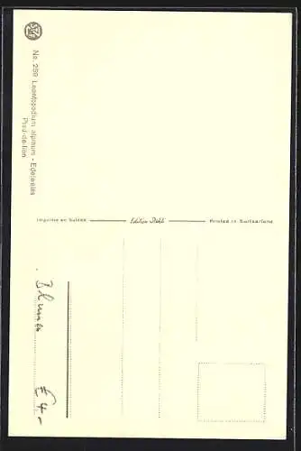 AK Edelweiss im Gebirge