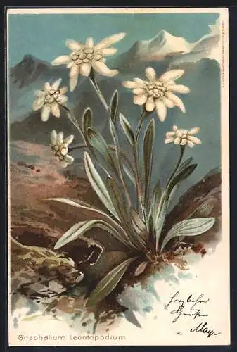 Lithographie Gnaphalium Leontopodium, Edelweiss