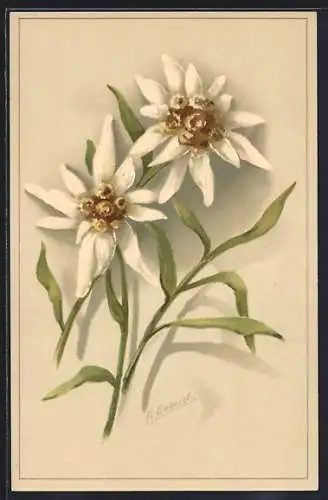 AK Edelweiss mit zwei Blüten