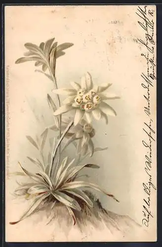 Lithographie blühendes Edelweiss