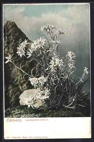 AK Ein Strauch Edelweiss, Leontopodium alpinum