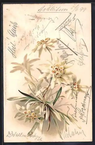 Lithographie Ein Strauch Edelweiss