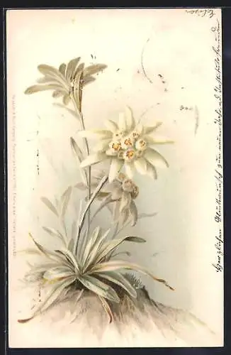 Lithographie Ein Strauch Edelweiss mit drei Blüten