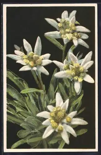 Künstler-AK Photochromie Serie 656 Nr. 1862: Leontopodium alpinum - Edelweiss