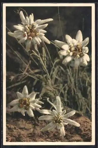 AK Edelweiss, Blumen