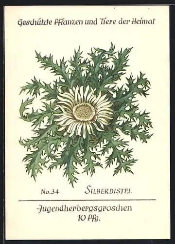 AK Geschützte Pflanzen und Tiere der Heimat, No. 34 Silberdistel, Jugenherbergsgroschen 10 Pfg.