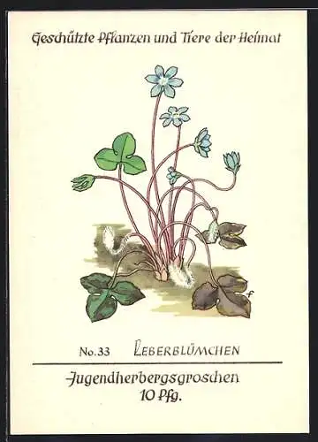 AK Geschützte Pflanzen und Tiere der Heimat, No. 33 Leberblümchen, Jugenherbergsgroschen 10 Pfg.