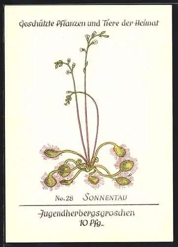 AK Geschützte Pflanzen und Tiere der Heimat, No. 28 Sonnentau, Jugenherbergsgroschen 10 Pfg.