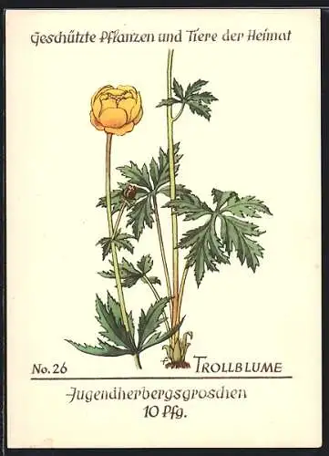 AK Geschützte Pflanzen und Tiere der Heimat, No. 26 Trollblume, Jugenherbergsgroschen 10 Pfg.