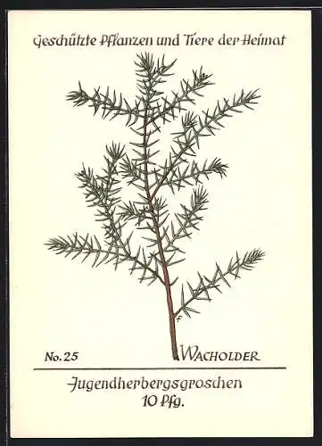 AK Geschützte Pflanzen und Tiere der Heimat, No. 25 Wacholder, Jugenherbergsgroschen 10 Pfg.