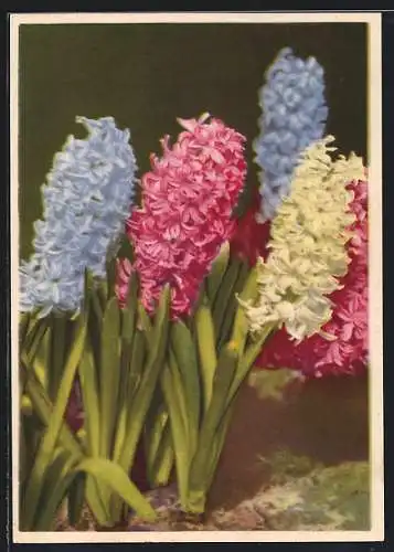 AK Hyacinthen, Hyacinthus orientalis