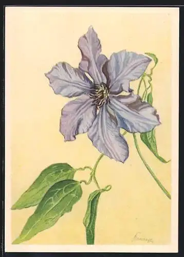 AK Garten-Waldrebe, Clematis