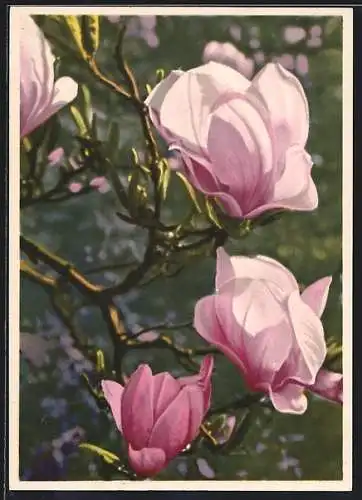 AK Blühende Magnolien