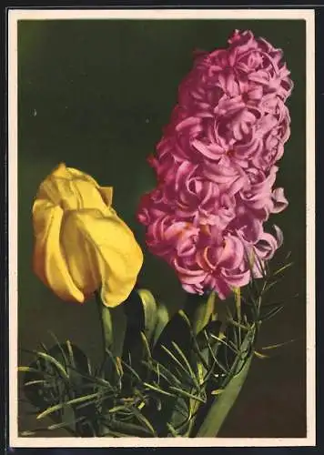 AK Tulpe und Hyazinthe