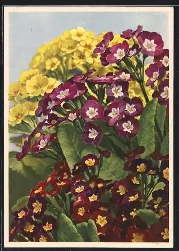 AK Gartenprimel, Primula