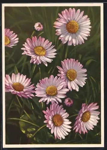 AK Tausendschönchen, Bellis perennis