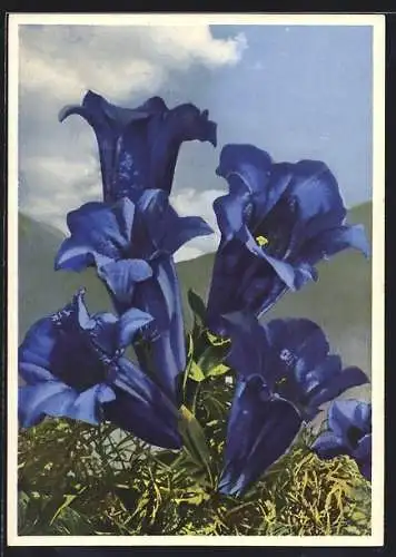 AK Enzian, Gentiana Clusii