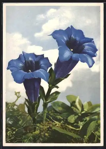 AK Enzian, Gentiana Clussii