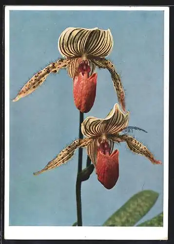 AK Paphiopedilum Malherae ht., P. Rothschidianum Lawrenceanum